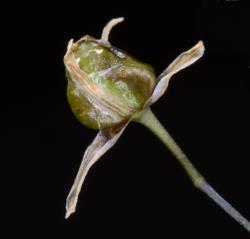 Image: P.B. Heenan © Landcare Research 2014 